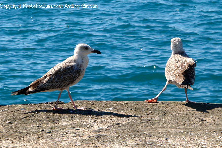 Bird, Seagull, Dove, Pigeon, Beak, Booby, Outdoors