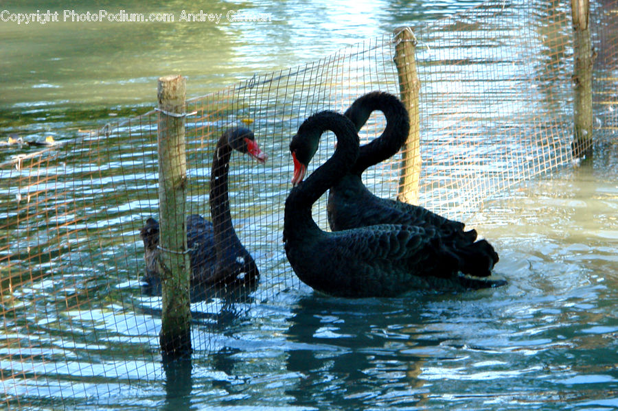 Bird, Black Swan, Swan, Waterfowl, Animal, Zoo