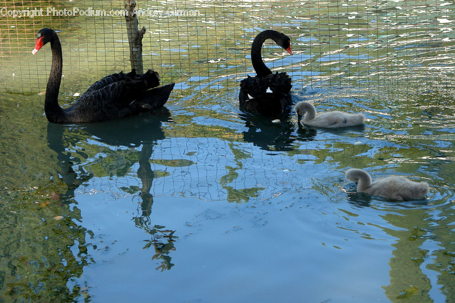 Bird, Black Swan, Swan, Waterfowl, Outdoors, Ripple, Water