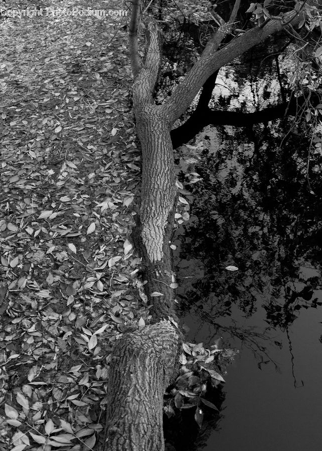 Ivy, Plant, Vine, Oak, Tree, Wood, Alligator