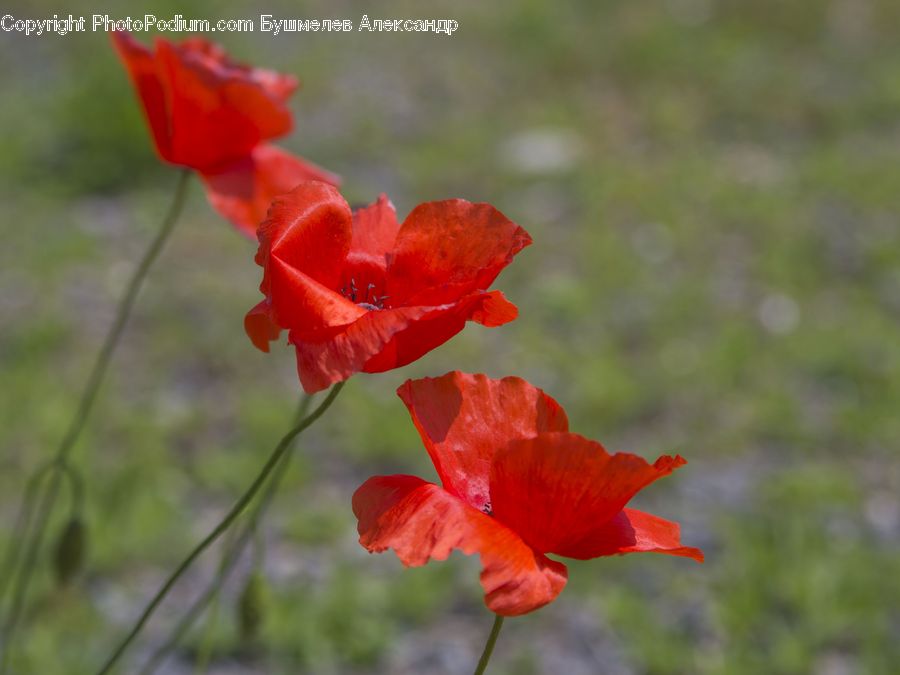 Flora, Flower, Gladiolus, Plant, Blossom, Poppy, Geranium