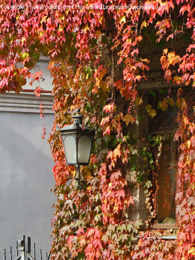 Ivy, Plant, Vine, Blossom, Flora, Flower, Geranium