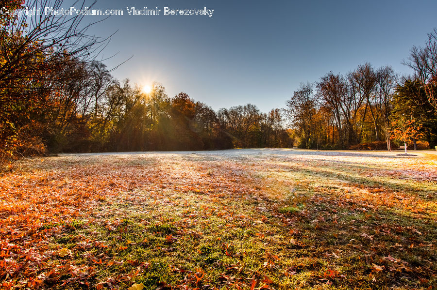 Field, Grass, Grassland, Plant, Meadow, Outdoors, Pasture