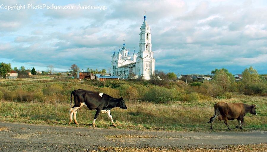 Animal, Cattle, Cow, Dairy Cow, Mammal, Architecture, Church