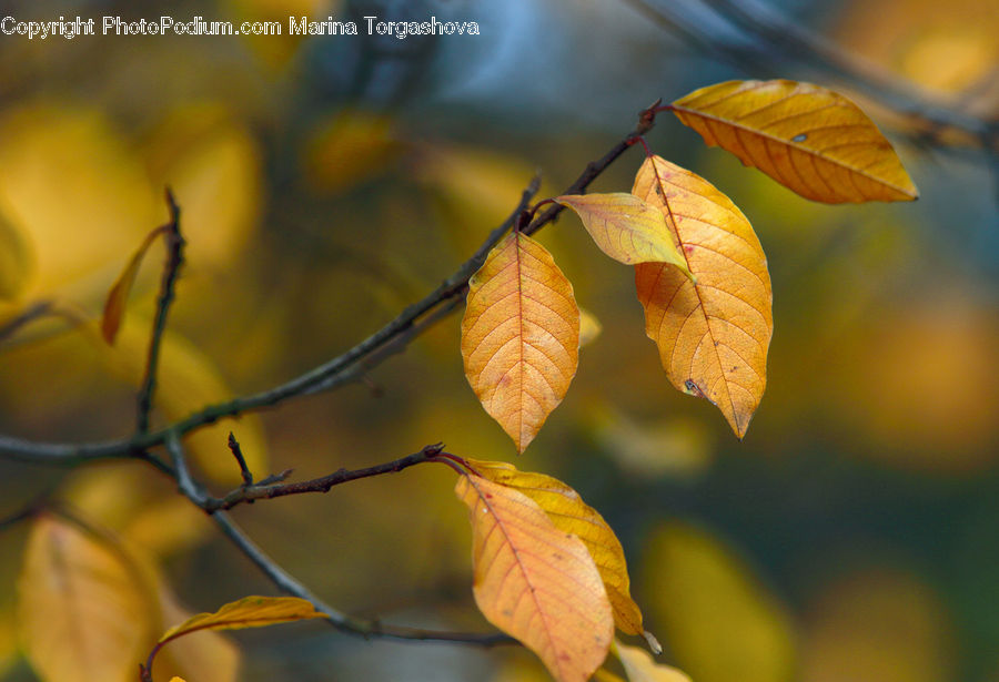 Veins, Leaf, Plant, Birch, Tree, Wood, Blossom