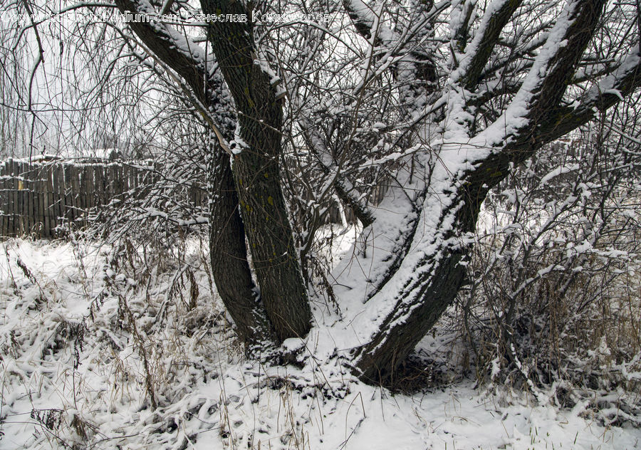 Forest, Vegetation, Birch, Tree, Wood, Grove, Land