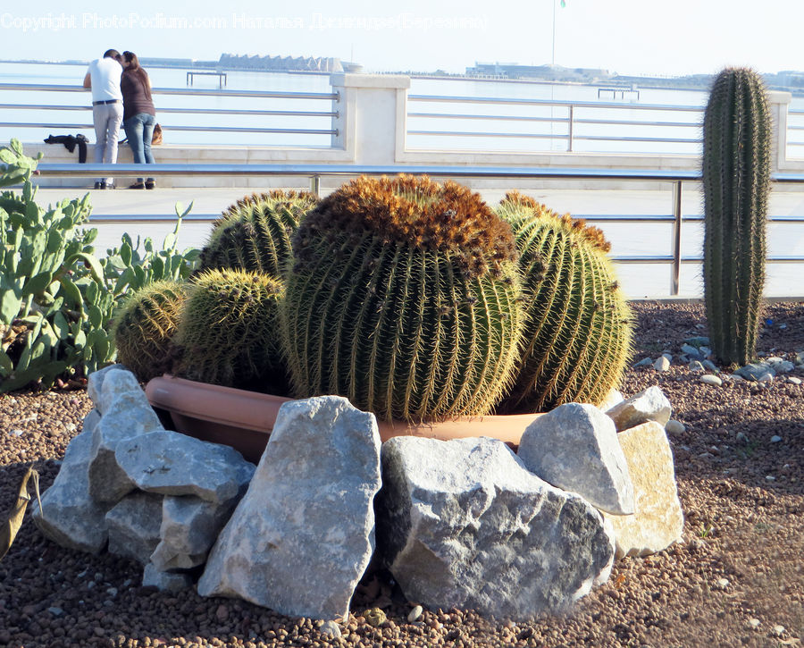 Cactus, Plant, Produce, Vegetable, Garden, Gardening, Soil