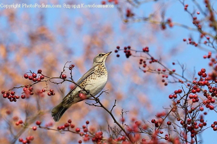 Anthus, Bird, Blossom, Cherry Blossom, Flower, Flicker Bird, Woodpecker