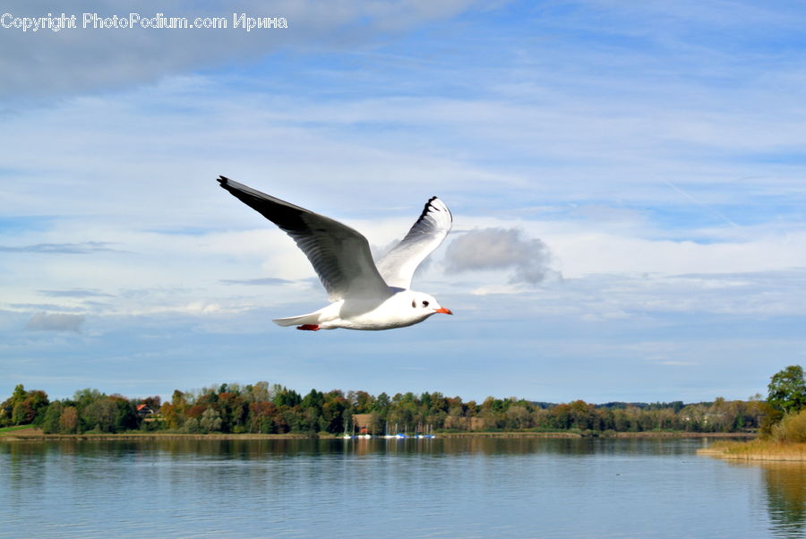 Bird, Seagull, Goose, Waterfowl, Booby, Albatross, Pelican