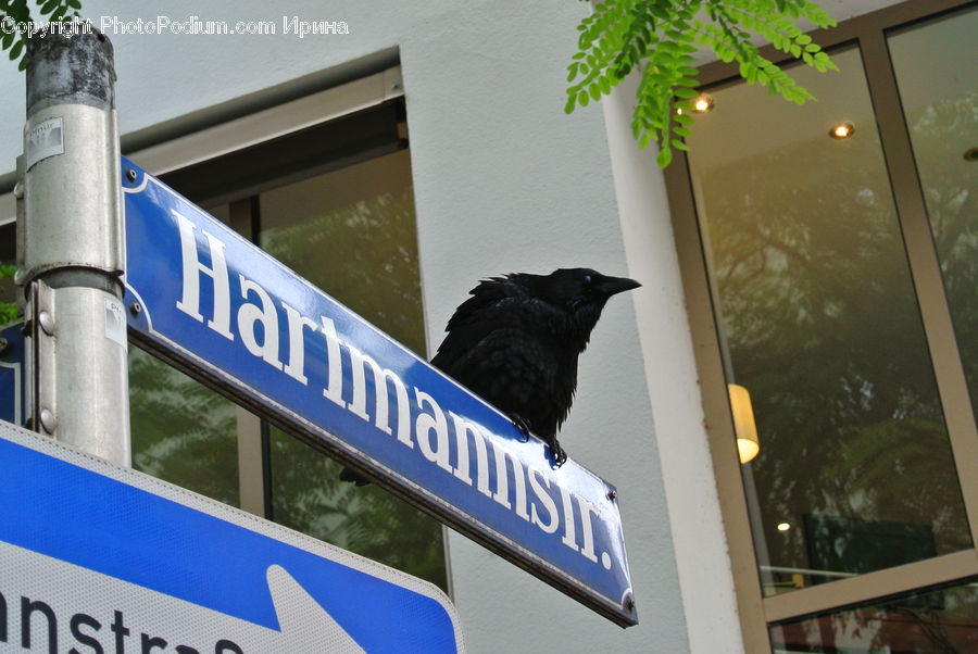 Bird, Blackbird, Crow, Light Fixture, Road Sign, Sign, Street Sign