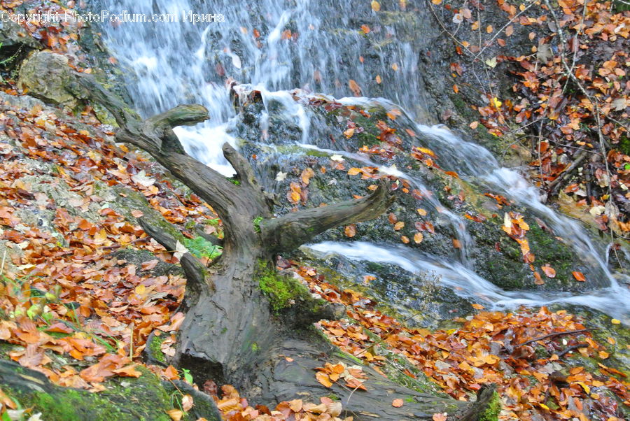 Creek, Outdoors, River, Water, Root, Conifer, Fir