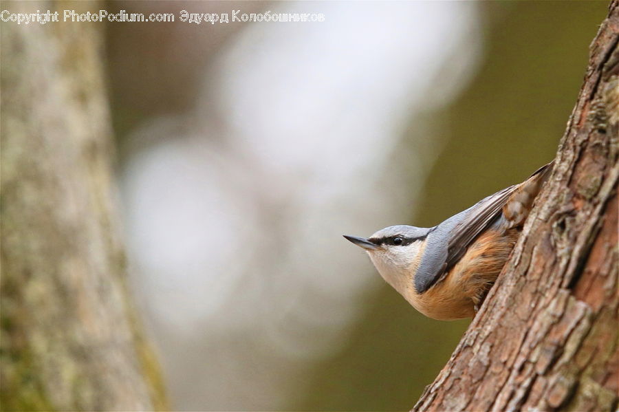 Bird, Wren, Bee Eater, Blue Jay, Bluebird, Jay, Swallow