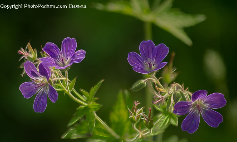 Blossom, Flora, Flower, Geranium, Plant, Violet, Petal