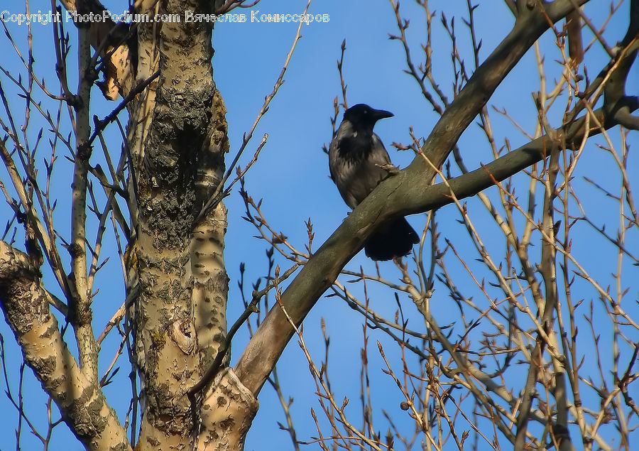 Birch, Tree, Wood, Bird, Blue Jay, Bluebird, Jay