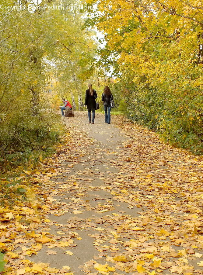 Dirt Road, Gravel, Road, Path, Trail, Walkway, Leisure Activities