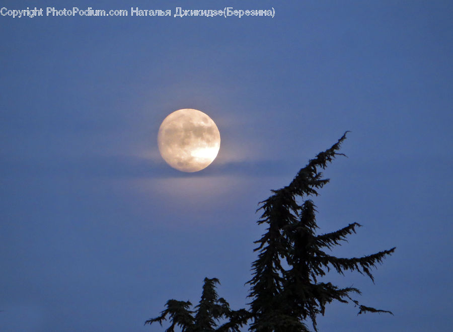 Astronomy, Full Moon, Night, Conifer, Fir, Spruce, Wood