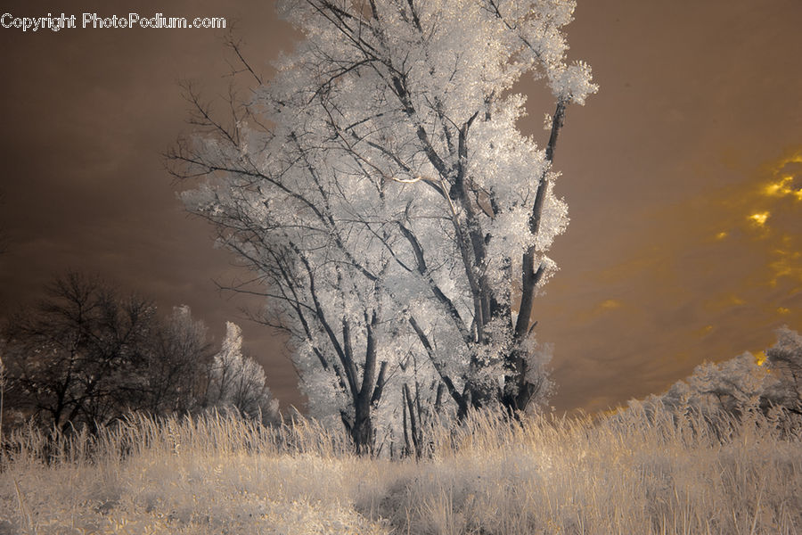 Frost, Ice, Outdoors, Snow, Plant, Tree, Field