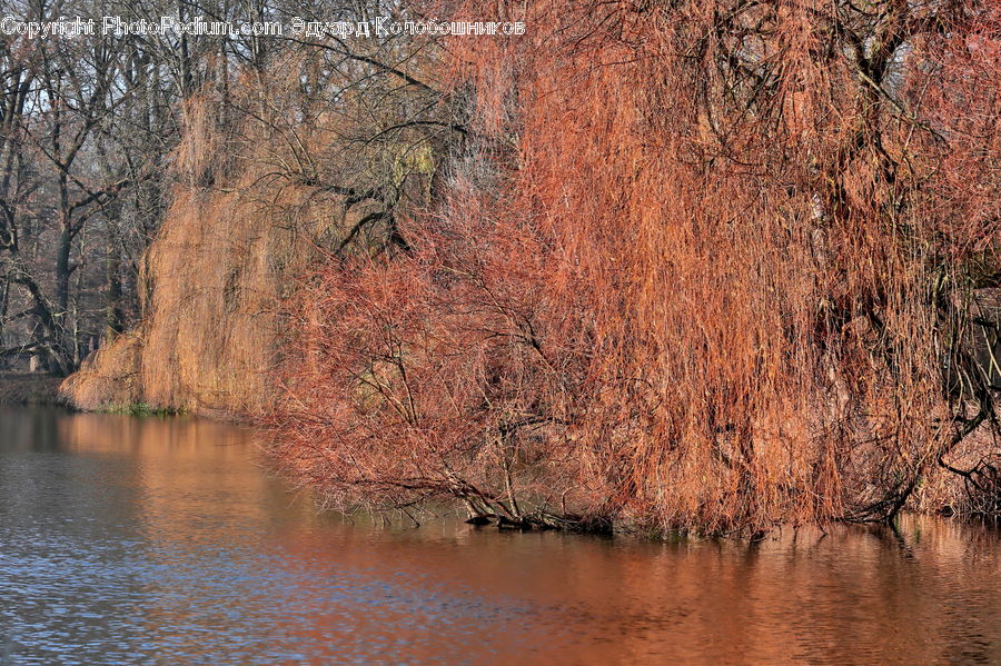 Plant, Tree, Outdoors, River, Water, Oak, Wood