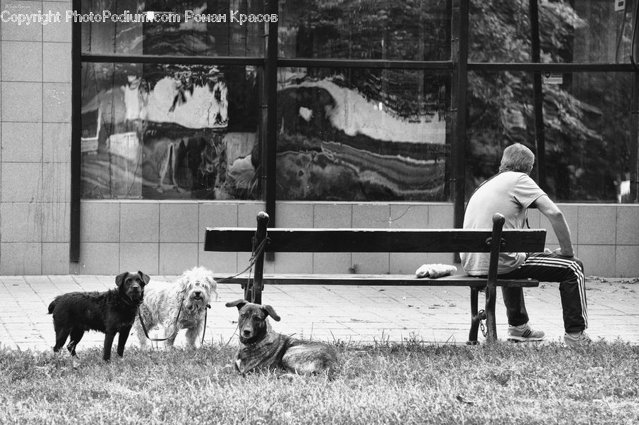 People, Person, Human, Bench, Animal, Canine, Dog