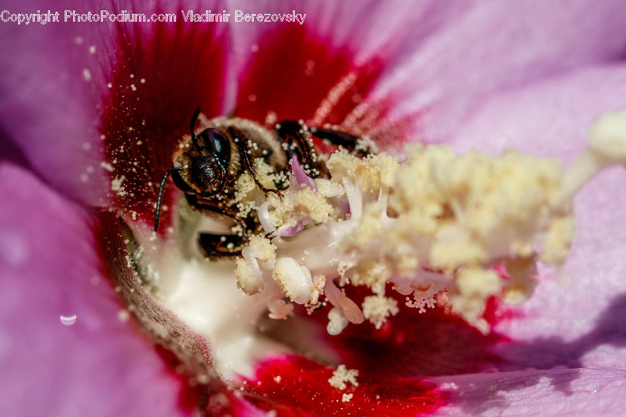 Bee, Flora, Insect, Invertebrate, Pollen, Andrena, Apidae