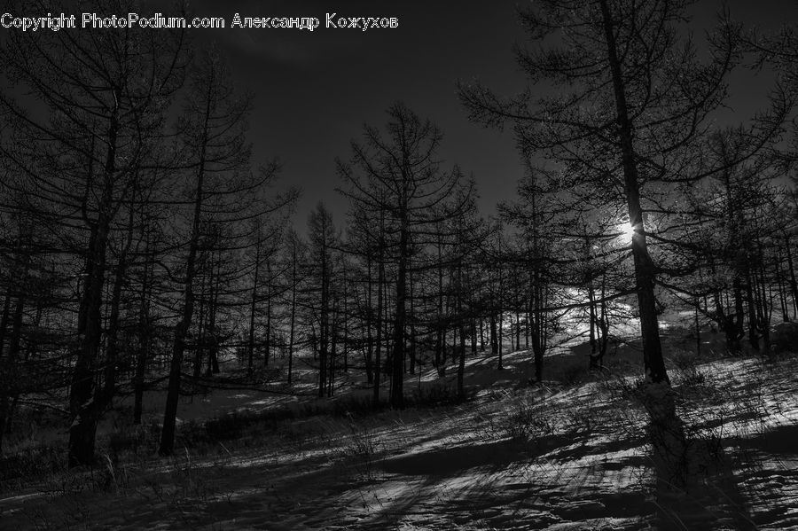 Forest, Vegetation, Plant, Tree, Grove, Land, Conifer