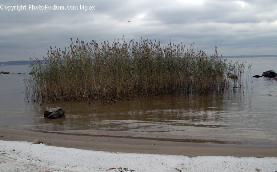 Beach, Coast, Outdoors, Sea, Water, Plant, Vegetation