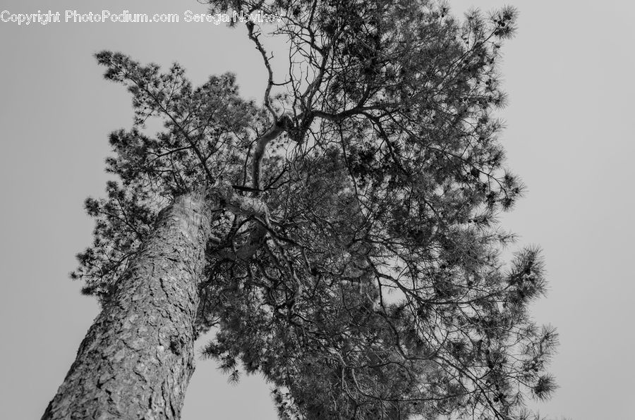 Oak, Tree, Wood, Plant, Conifer, Fir, Blossom