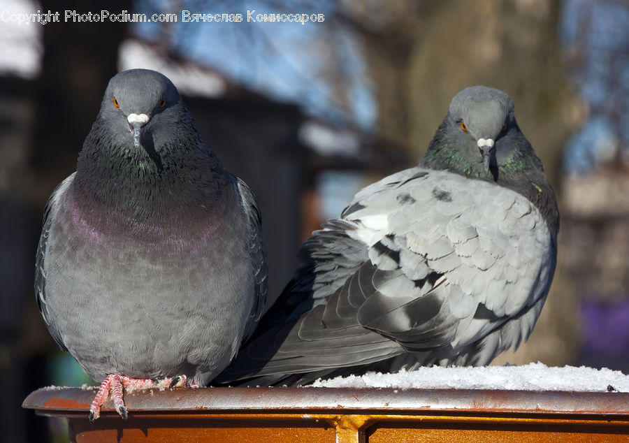 Bird, Pigeon, Dove, Beak, Paper