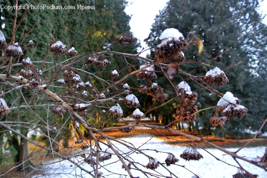 Frost, Ice, Outdoors, Snow, Conifer, Fir, Plant