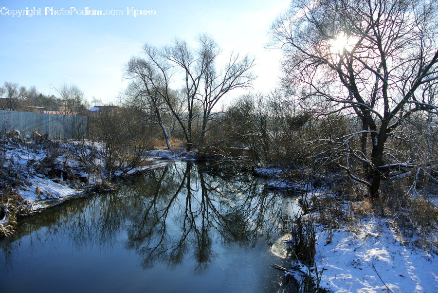 Plant, Tree, Forest, Vegetation, Grove, Land, Outdoors
