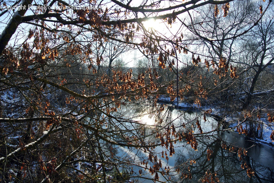 Conifer, Fir, Plant, Tree, Land, Marsh, Pond