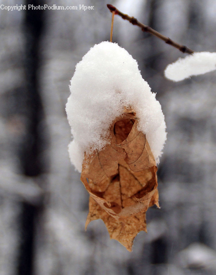 Cotton, Fiber