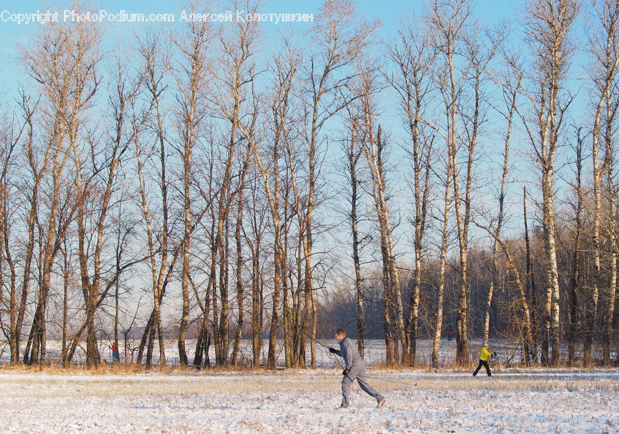 Birch, Tree, Wood, Landscape, Nature, Scenery, Leisure Activities