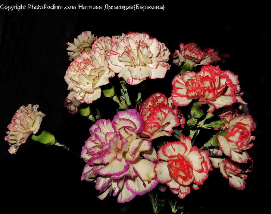 Blossom, Carnation, Flower, Plant, Flower Arrangement, Flower Bouquet, Amaryllis