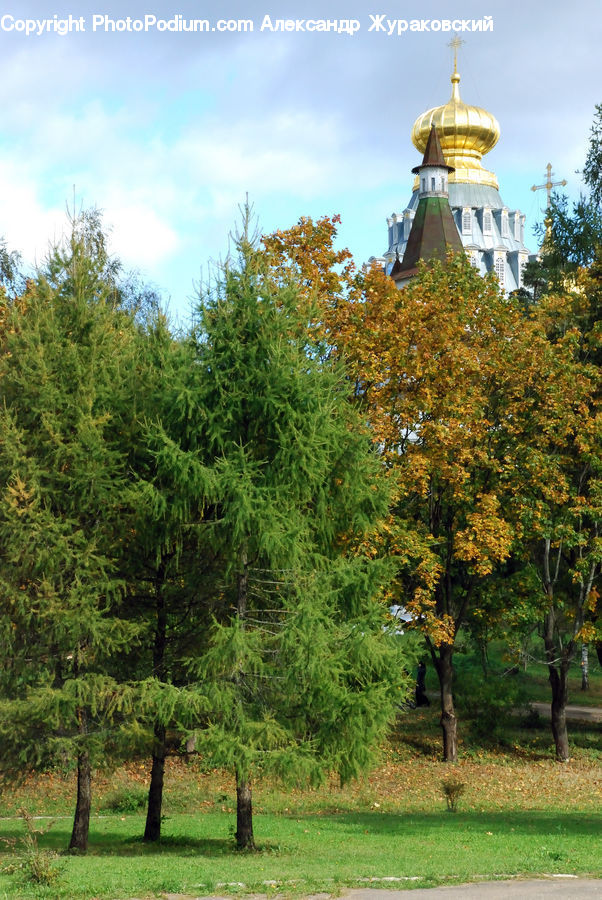 Architecture, Bell Tower, Clock Tower, Tower, Park, Forest, Grove