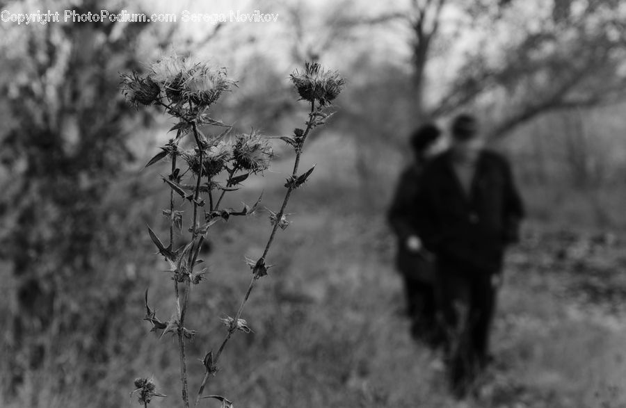 Forest, Vegetation, Bush, Plant, Outdoors, Blossom, Flora