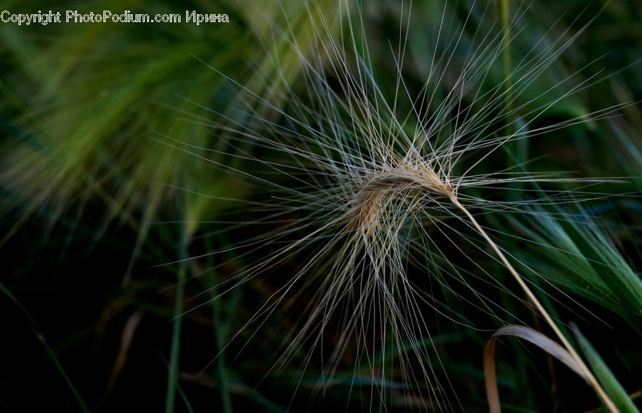 Grain, Seed, Dandelion, Flower, Plant, Field, Grass