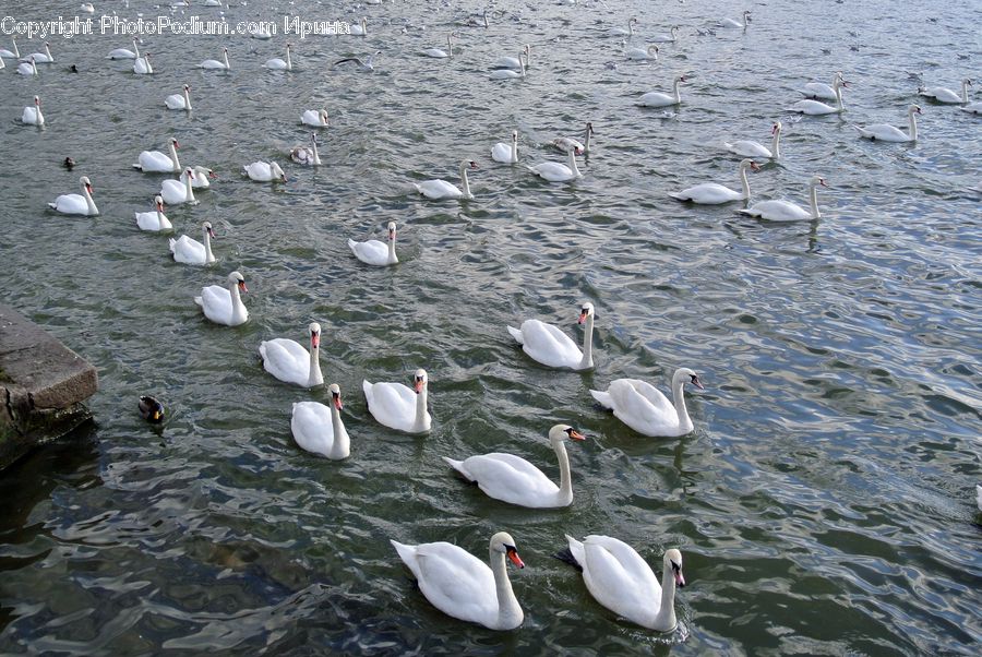 Bird, Swan, Waterfowl, Beak, Water