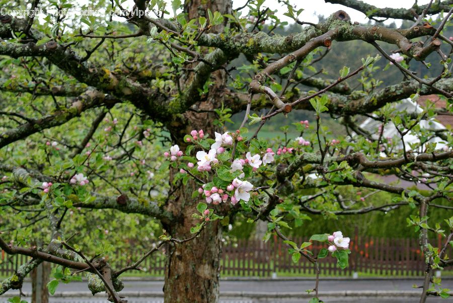 Blossom, Flora, Flower, Plant, Cherry Blossom, Oak, Tree