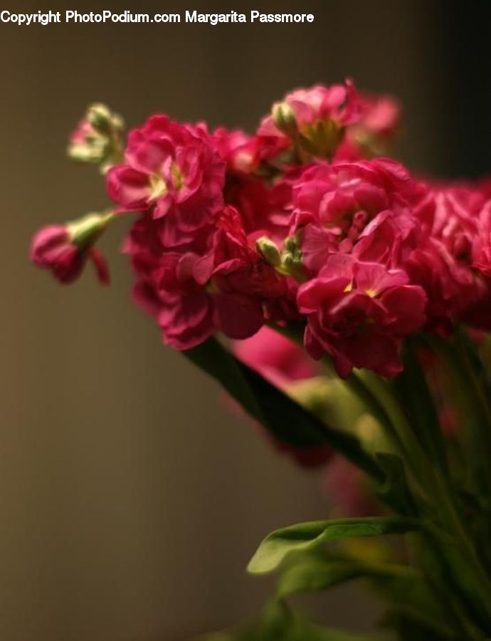 Blossom, Carnation, Flower, Plant, Flora, Geranium, Gladiolus
