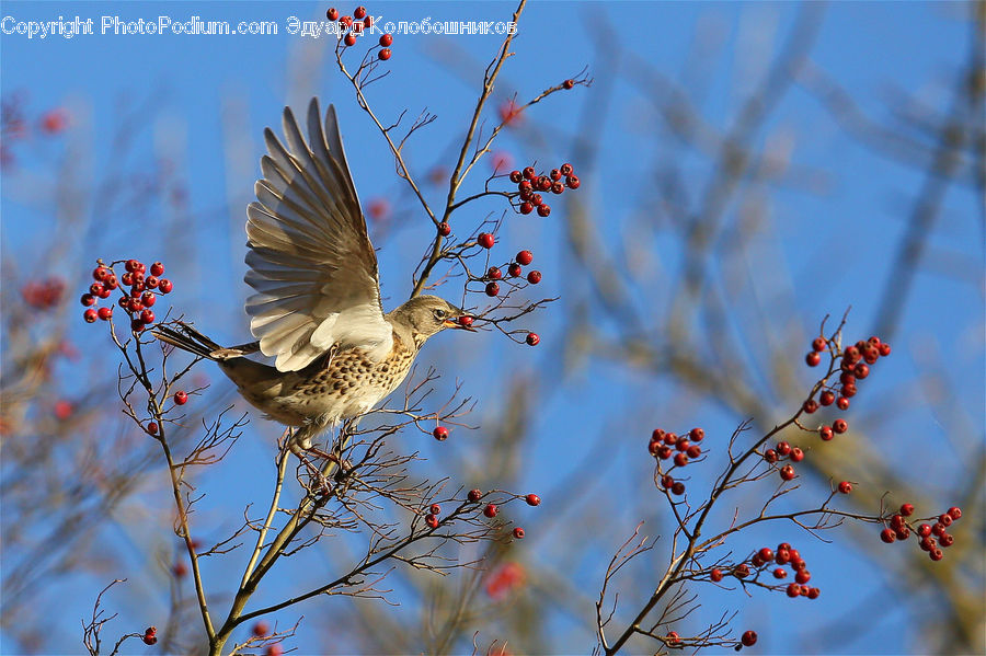 Bird, Dove, Pigeon, Flicker Bird, Woodpecker, Blossom, Cherry Blossom