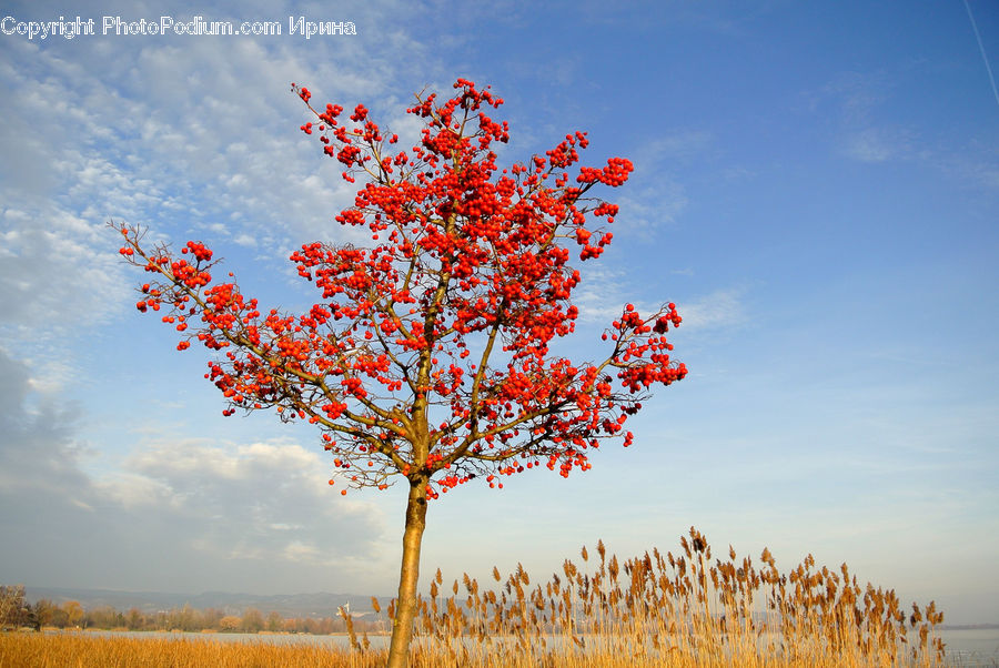 Blossom, Flora, Flower, Plant, Fruit, Persimmon, Bush