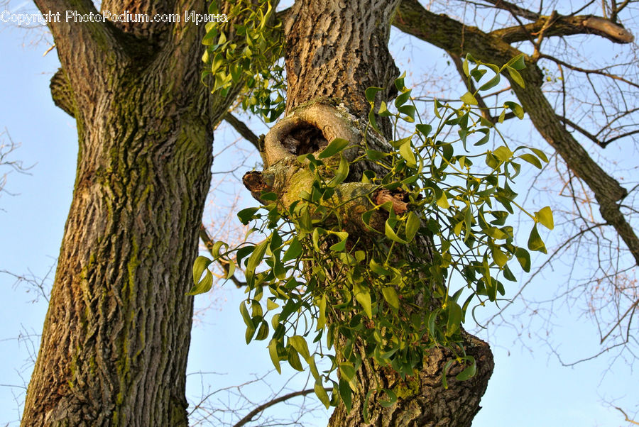 Bird Nest, Nest, Animal, Mammal, Sloth, Three-Toed Sloth, Plant