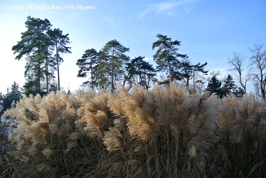 Field, Grass, Grassland, Plant, Conifer, Fir, Tree