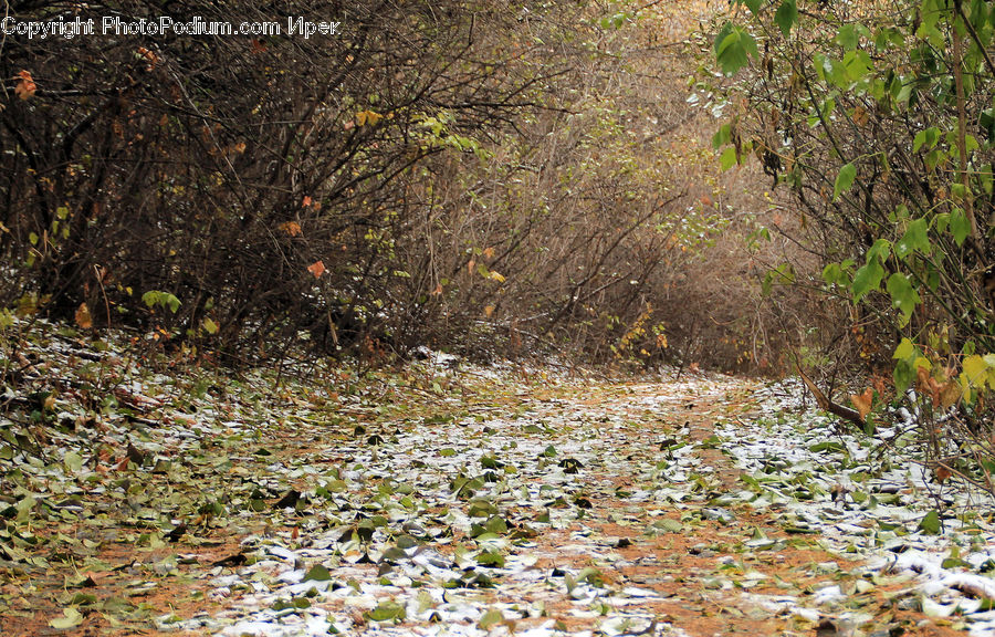 Creek, Outdoors, River, Water, Blossom, Flora, Flower
