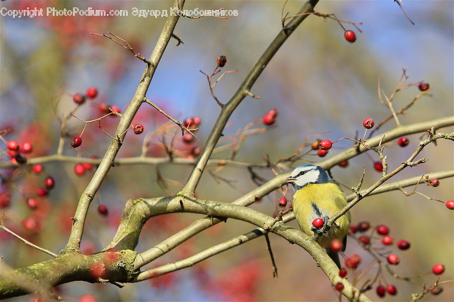 Bird, Finch, Blossom, Cherry Blossom, Flower, Flora, Plant