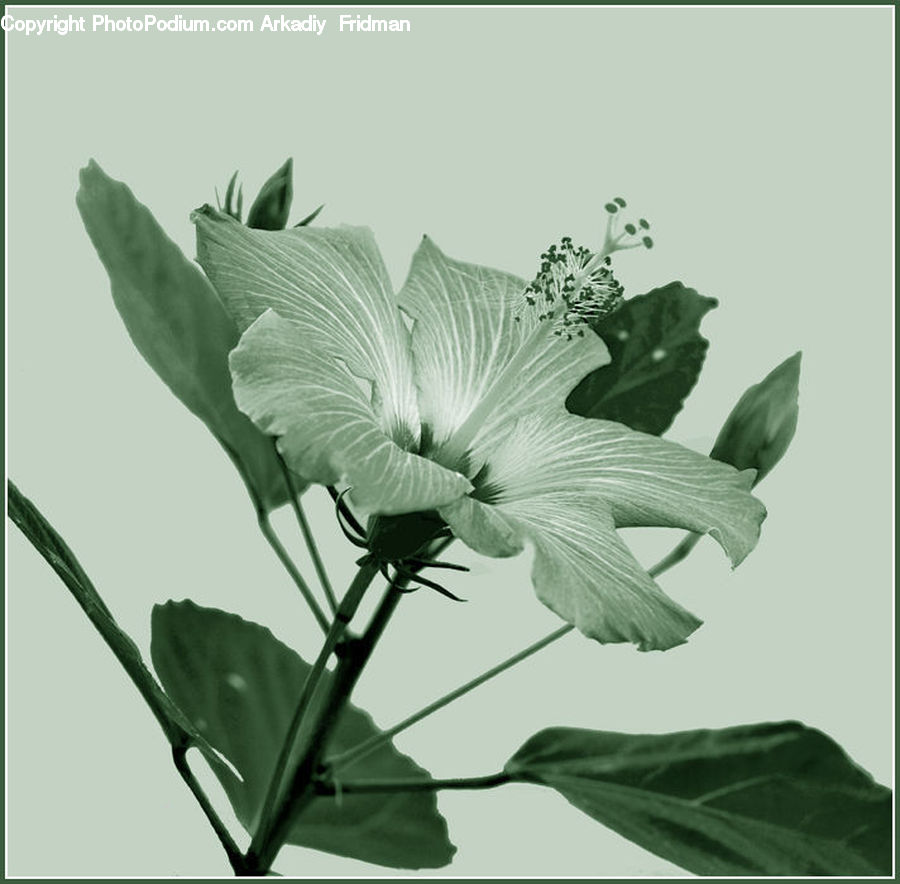 Plant, Cabbage, Head Cabbage, Produce, Vegetable, Acanthaceae, Annonaceae