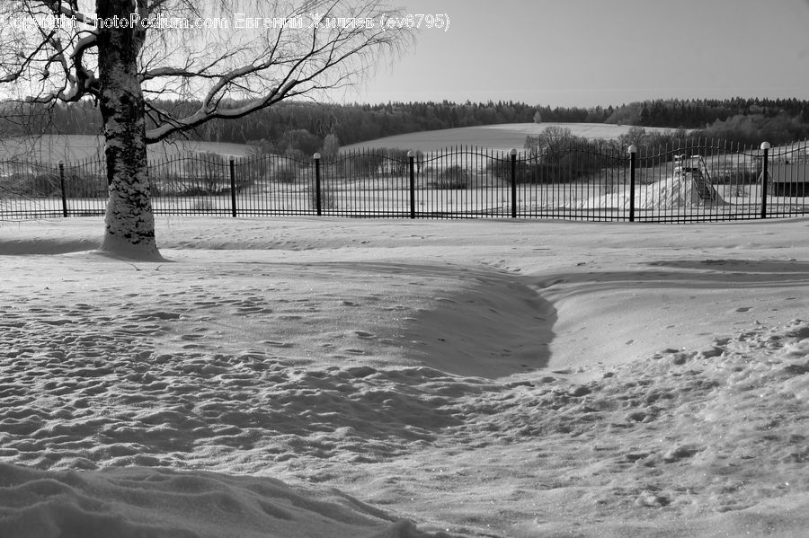 Outdoors, Sand, Soil, Ice, Snow, Plant, Tree