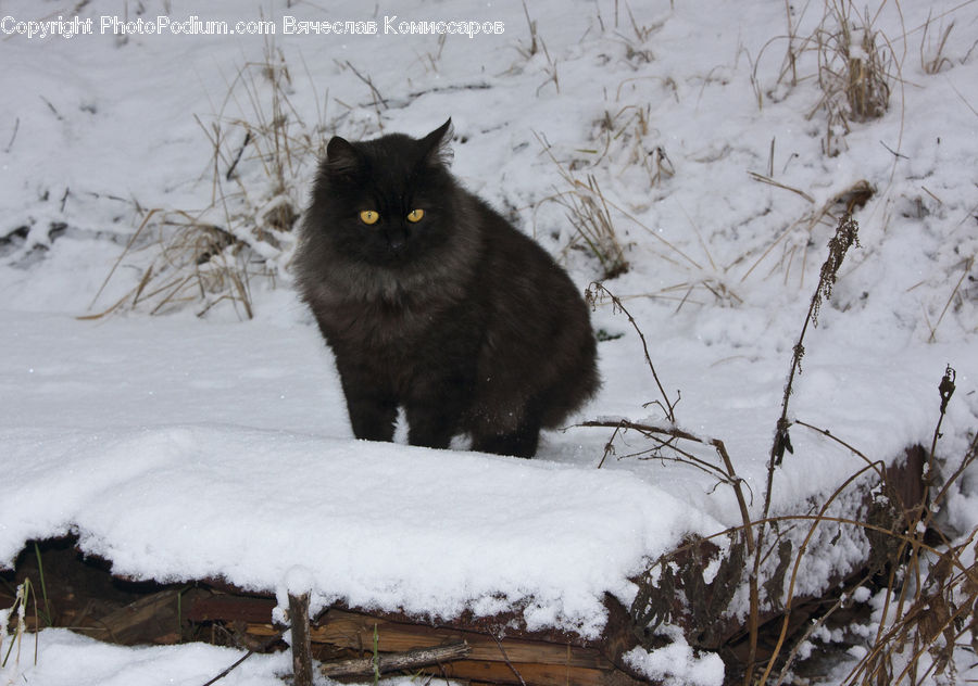 Ice, Outdoors, Snow, Animal, Black Cat, Cat, Mammal