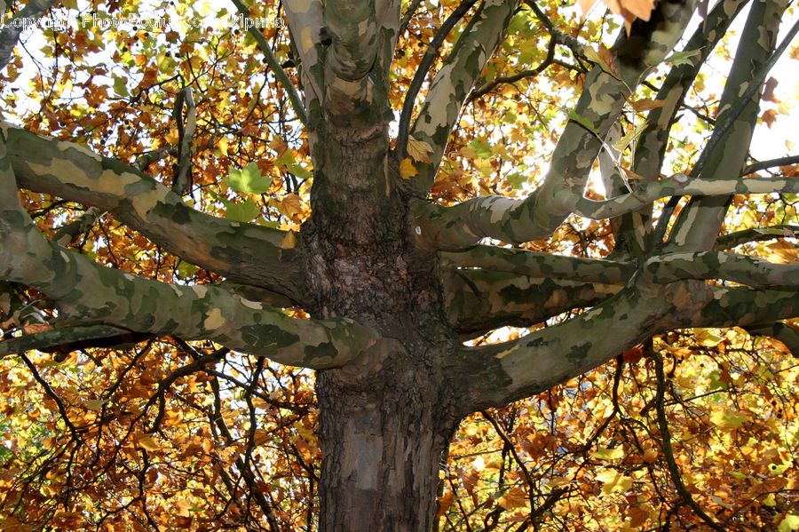 Birch, Tree, Wood, Oak, Plant, Conifer, Fir